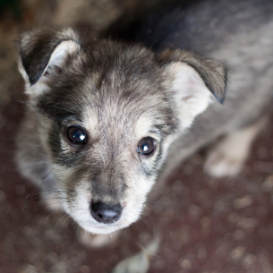 В Бийске открыт мини- приют для бездомных животных