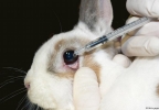 Запретите тестирование косметики на животных в России!